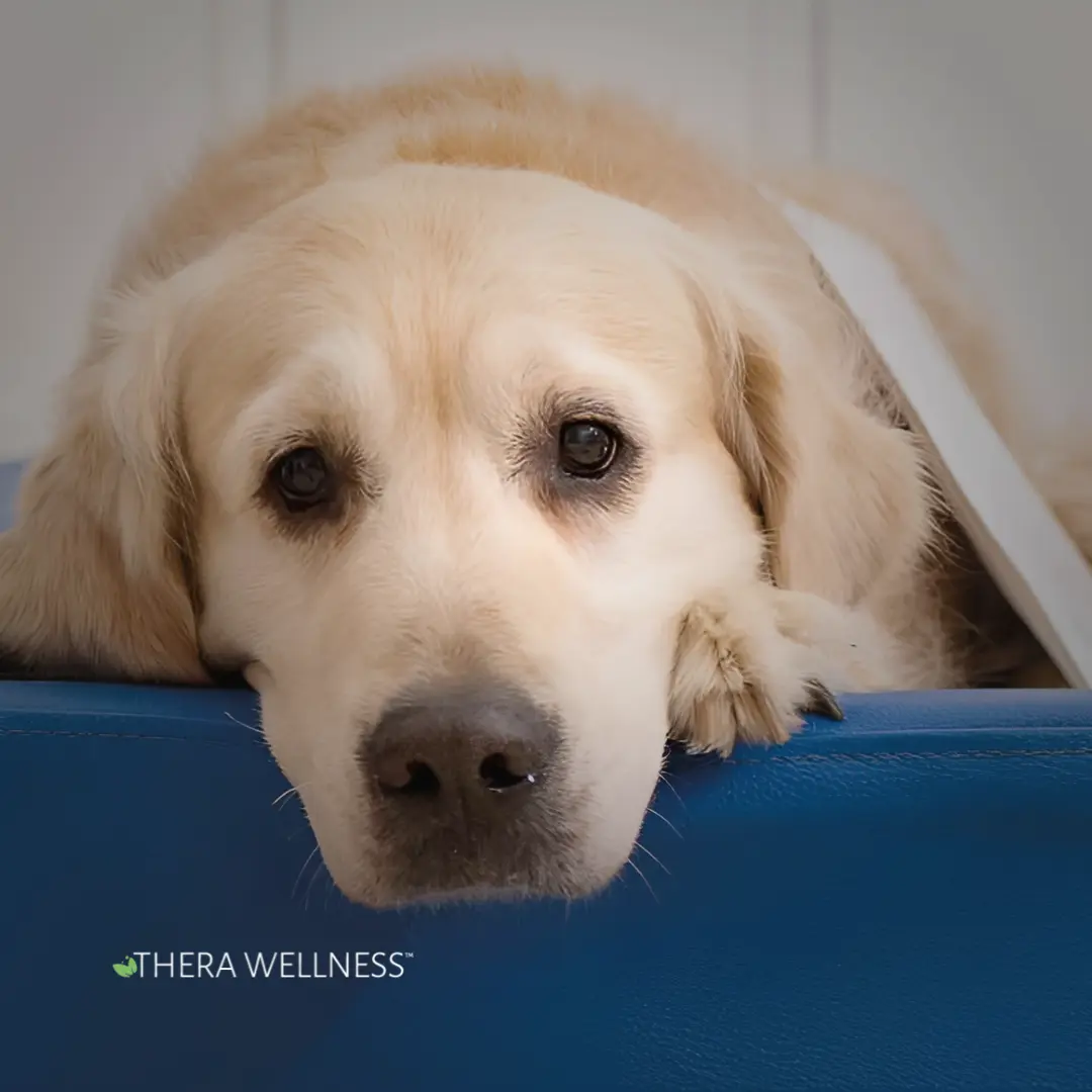 Biofield Therapy for Pets