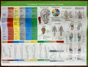 Functional circuits & Reflex zones poster