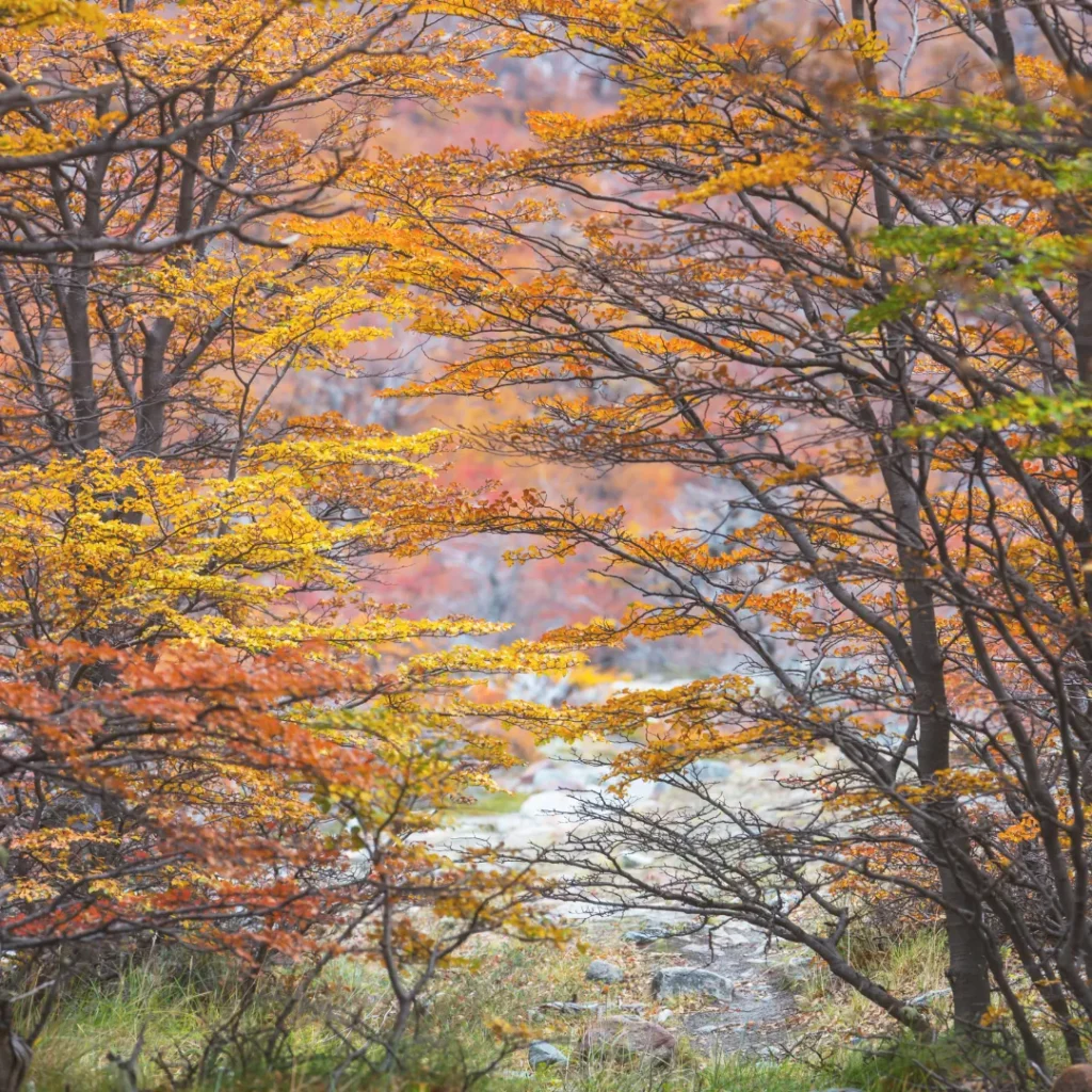 A view through tree branches with vibrant golden and orange autumn leaves, representing the seasonal transition of fall.