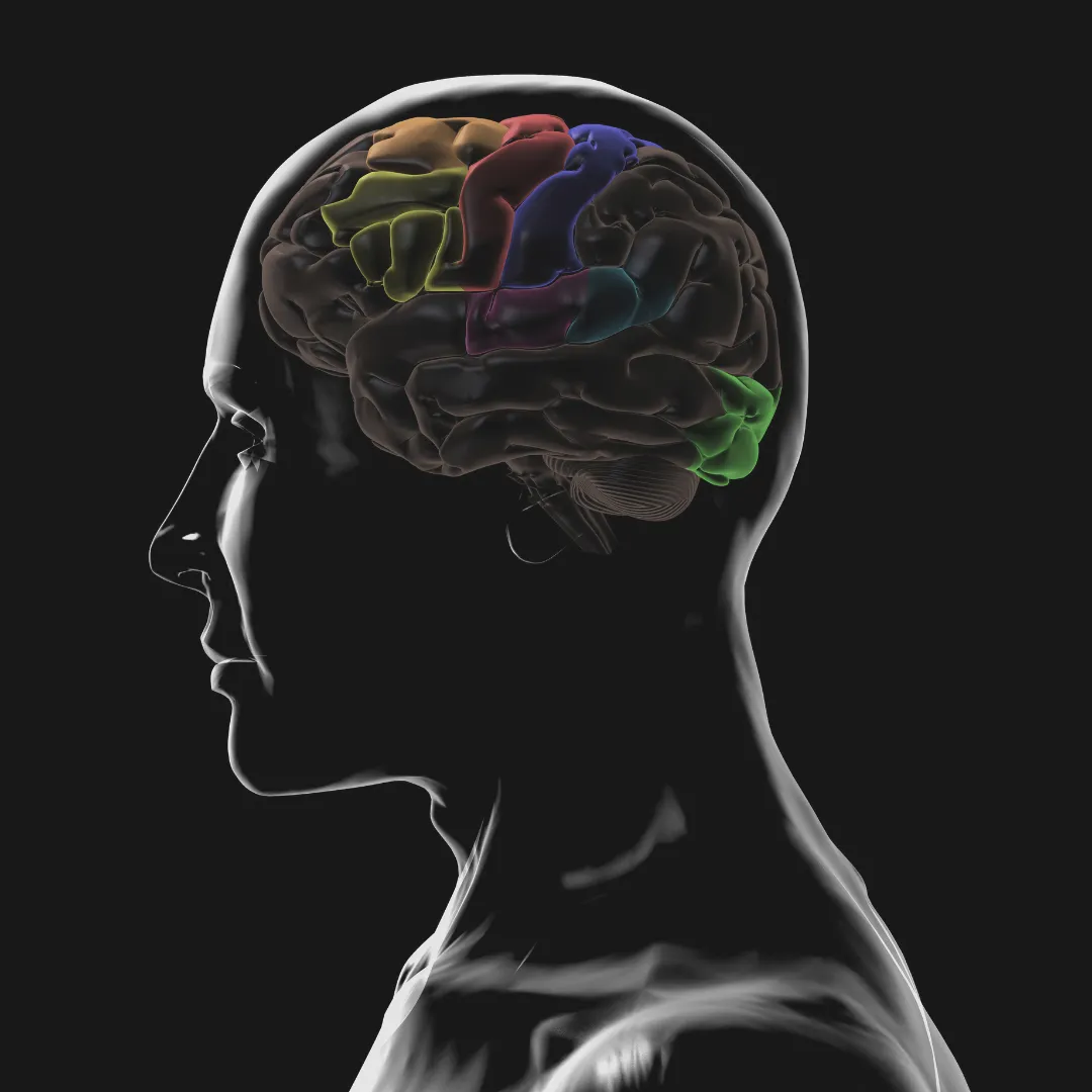 A transparent human head showing a detailed brain with different lobes highlighted in various colors, illustrating the complex brain regions involved in pain processing and neuroplasticity.
