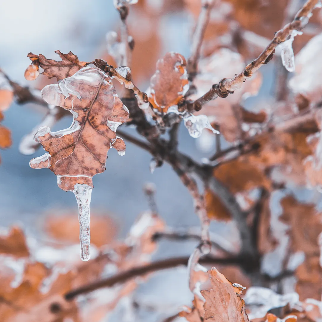 Close-up of brown oak leaves encased in thick ice, visualizing the concept of physiological constriction and energetic stagnation caused by cold temperatures.