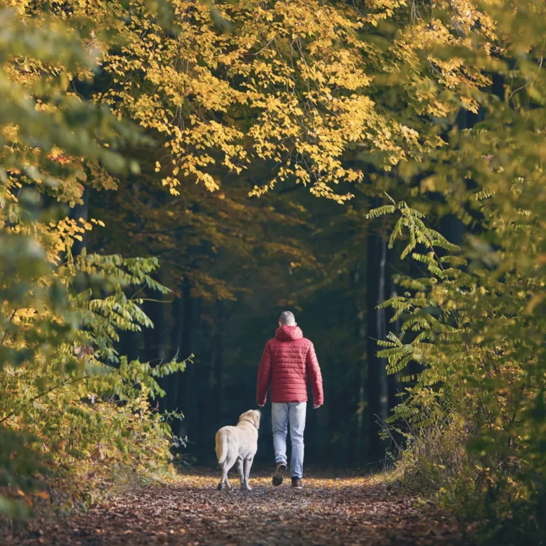 A person in a red jacket walking a dog on a path through a dense autumn forest, practicing forest bathing (Shinrin-yoku) to reduce stress.