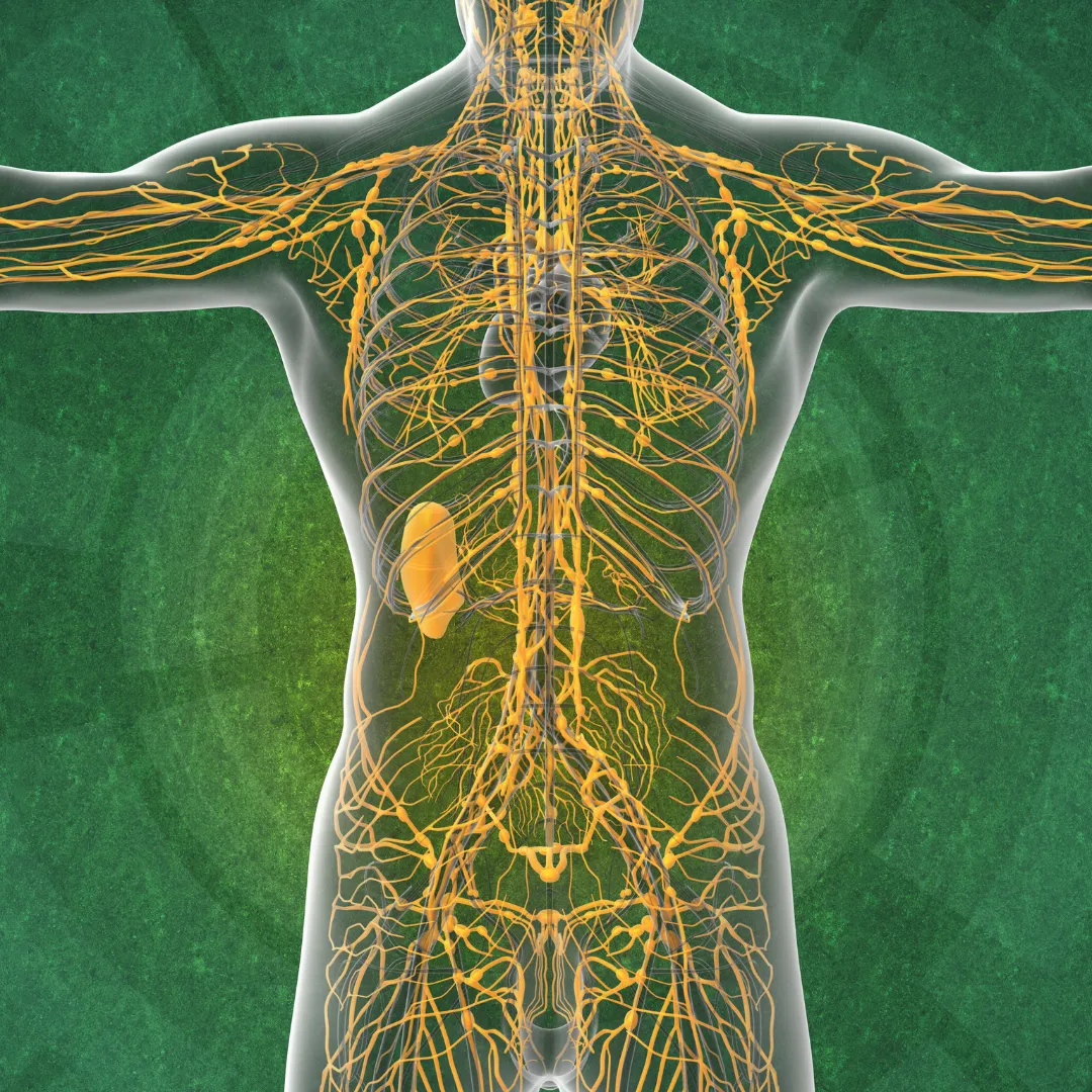 A full-body anatomical diagram of the human lymphatic system, shown in yellow, highlighting the spleen, lymph nodes, and vessels responsible for detoxification.