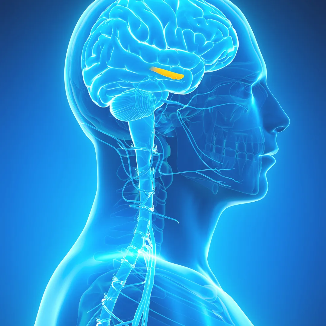 A scientific illustration of the human brain with the hippocampus highlighted, showing the region responsible for encoding and strengthening emotional memories under stress.