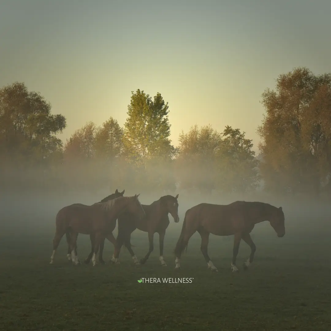 horses_therawellness