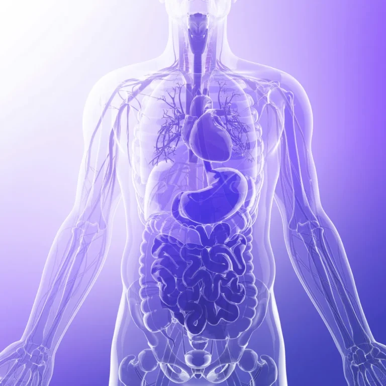 An illustration of the human torso and internal organs, representing how emotional memory and chronic stress are stored in the body's physiological systems.