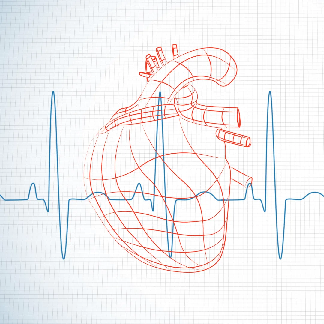 A red wireframe illustration of the human heart overlaid with a blue EKG waveform on a grid, representing heart rate variability (HRV) and the measurement of R-R intervals.