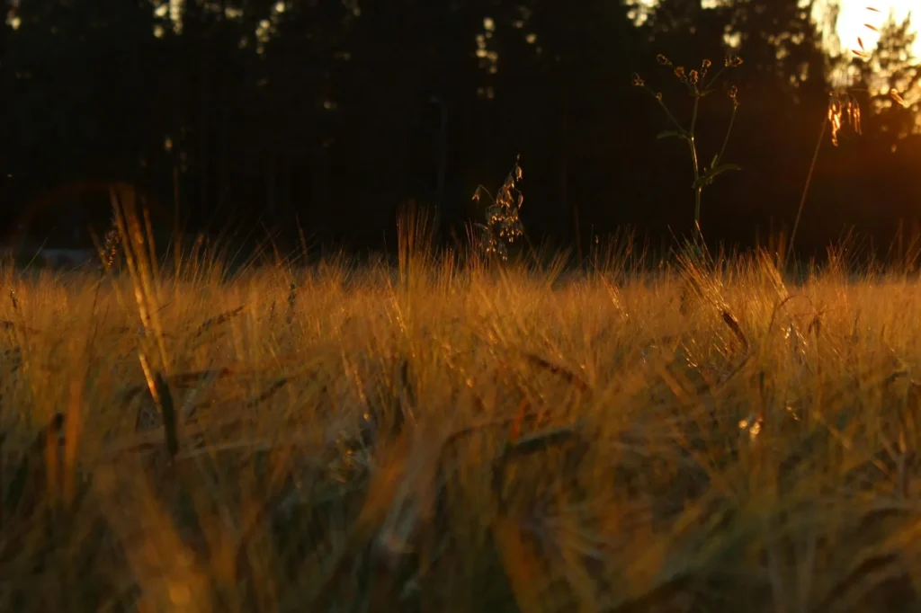 Field of tall golden grasses lit by low evening sun with dark trees behind