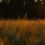 Field of tall golden grasses lit by low evening sun with dark trees behind