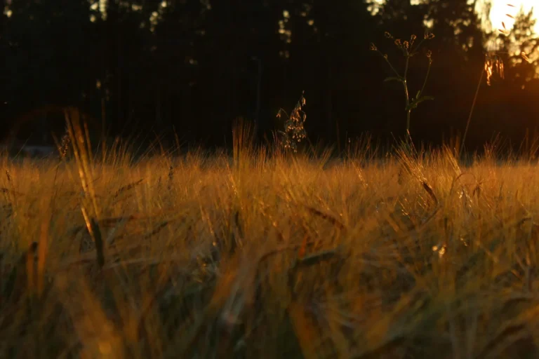 Field of tall golden grasses lit by low evening sun with dark trees behind