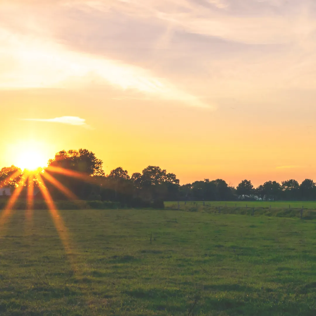 The bright sun setting over a green field, its rays shining through the trees, symbolizing the intense light and heat of late summer.
