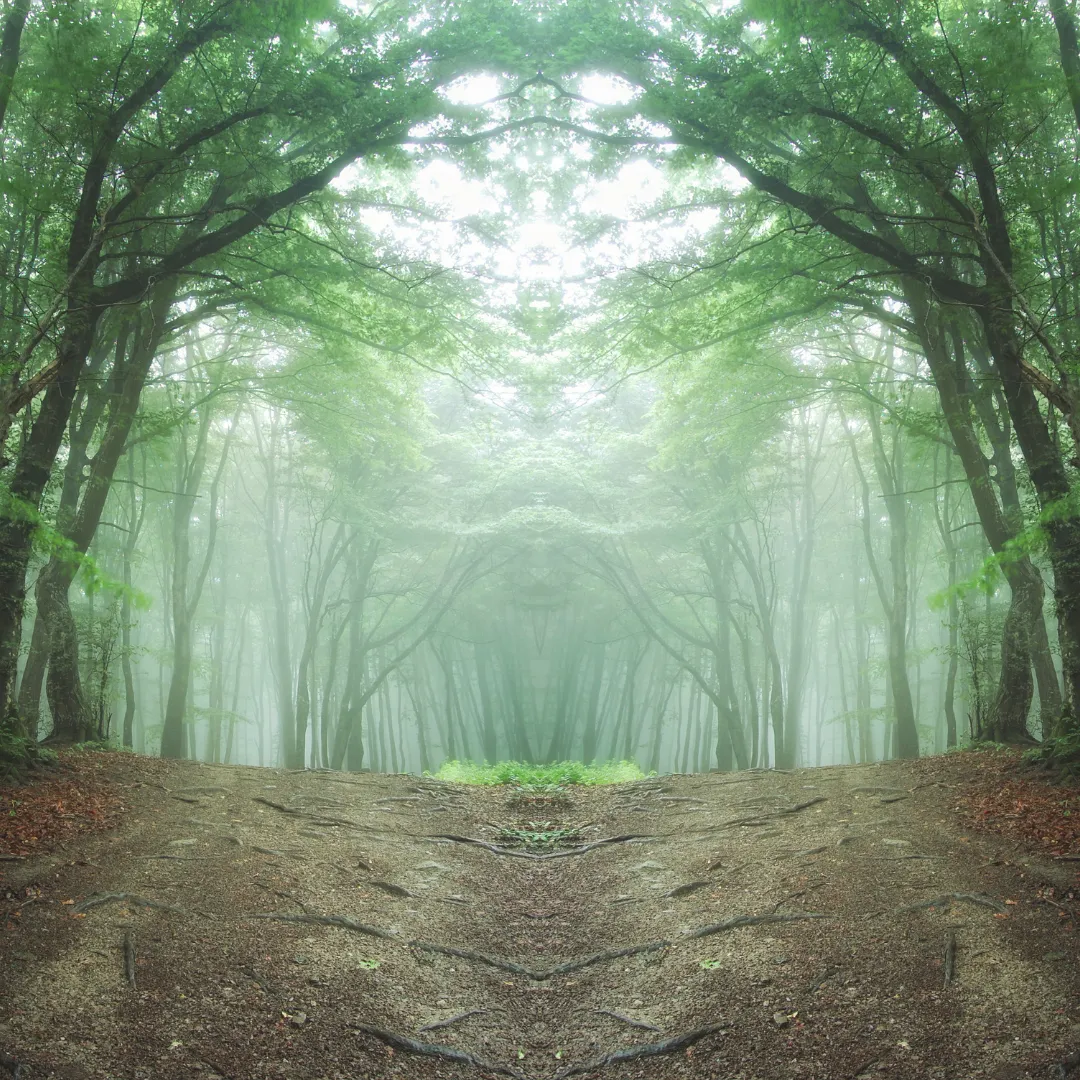 A symmetrical, misty forest path with arched green trees, symbolizing the grounding and nervous system regulation rituals of a longevity retreat.