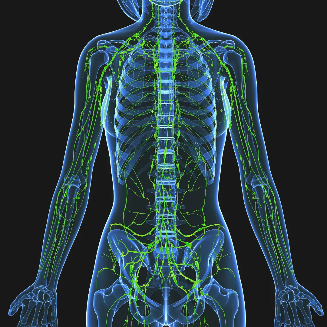A full-body diagram of the lymphatic system in green, showing its connection to the skeletal structure and illustrating the concept of vital energy flow.