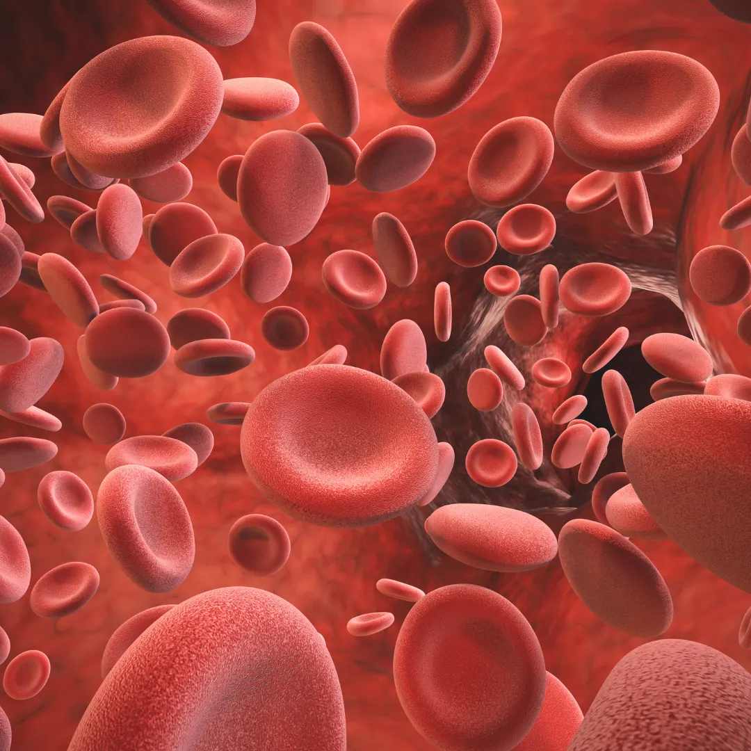 A microscopic view of red blood cells in an artery, representing the advanced diagnostic blood panels and data-driven assessments of a med-cation.