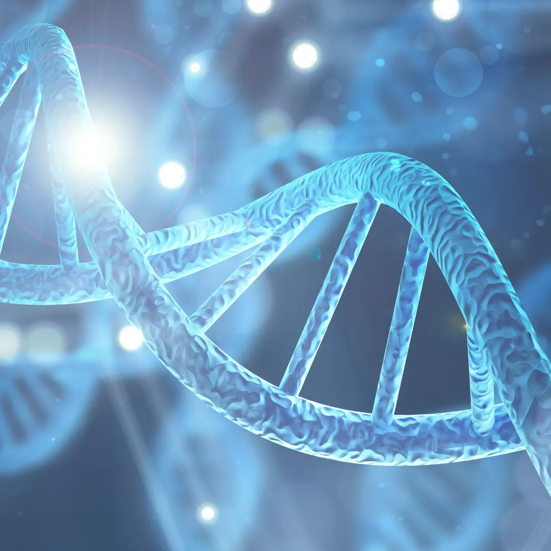 A scientific illustration of a glowing blue DNA double helix, representing the molecular and genetic mechanisms through which adaptogens affect the body's cellular stress response.