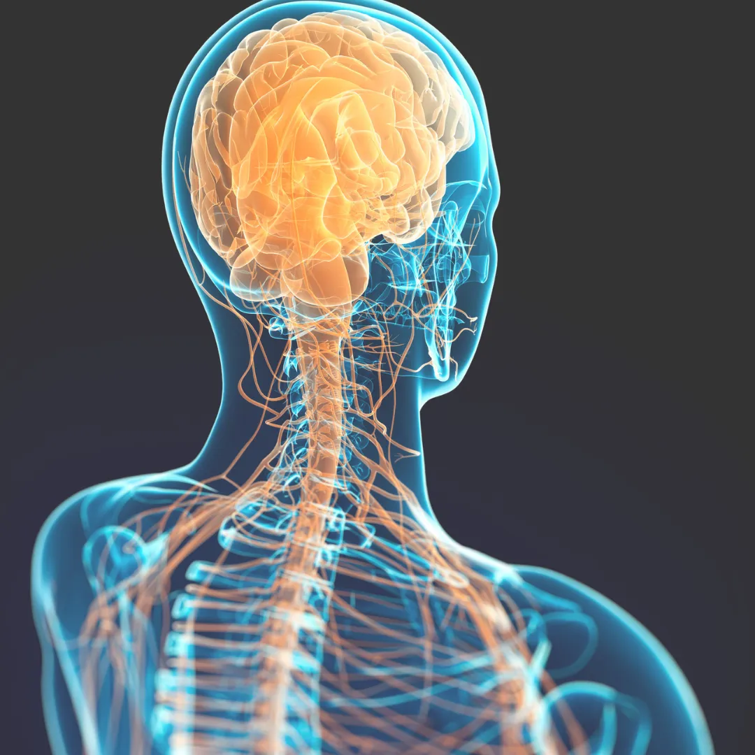 A scientific illustration of the human brain and its connection to the central nervous system, representing the neurological basis of narrative therapy's effectiveness.