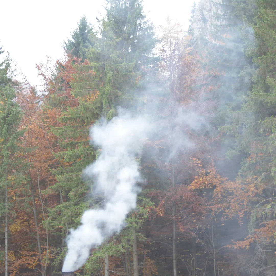 A plume of white smoke rising from a source within a dense forest, symbolizing how a single electronic device can generate E-smog that fills an entire space.