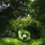 Two people walking together along a narrow path through a lush green tree tunnel